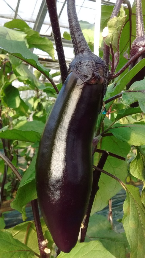 IMG_20170127_172037488