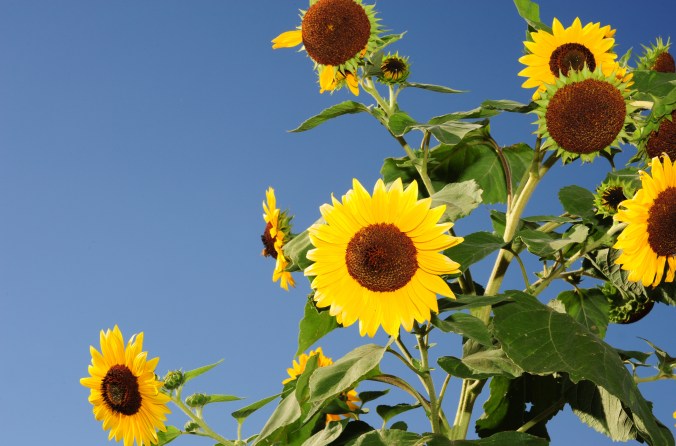 Sunflowers