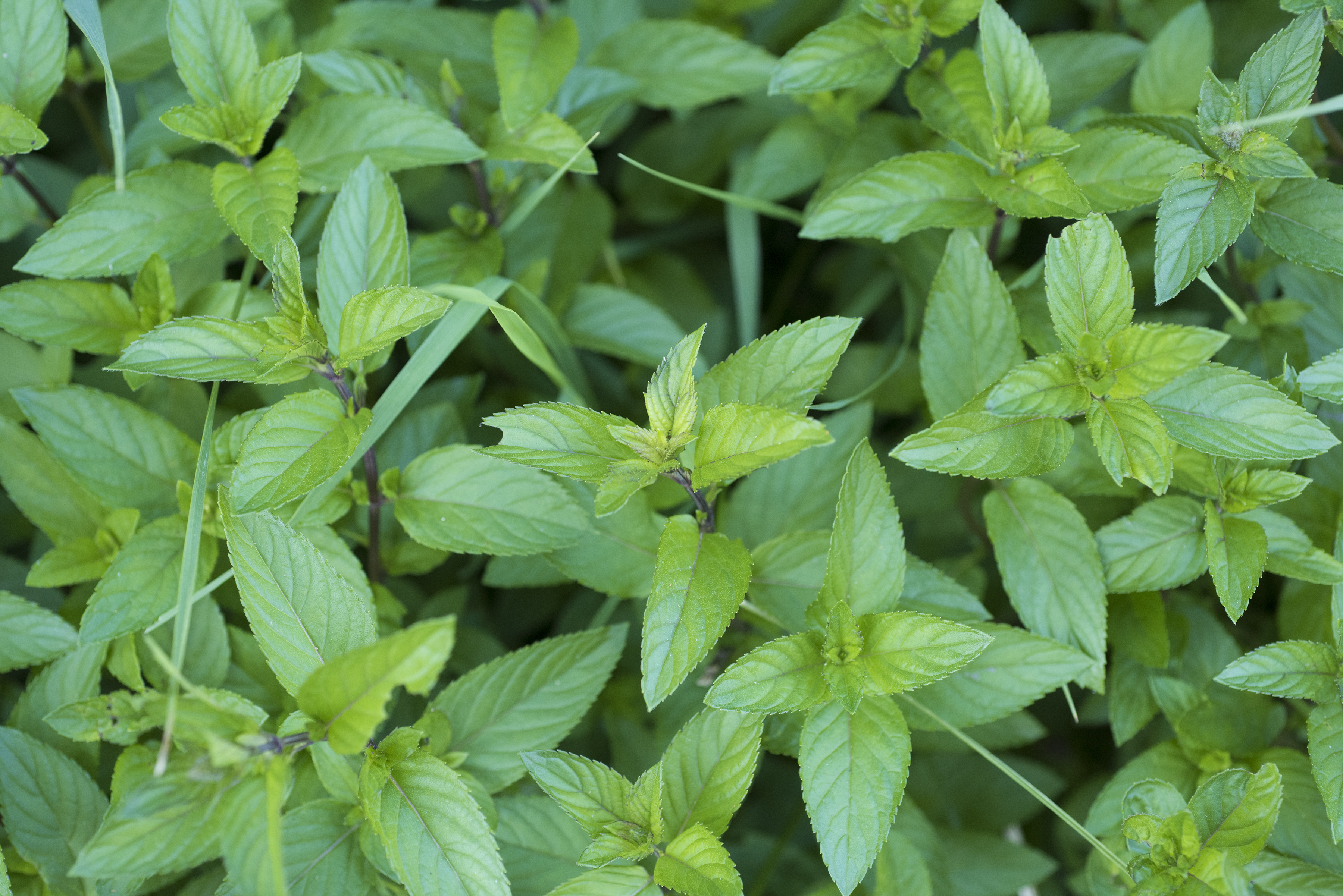 Black Peppermint.jpg