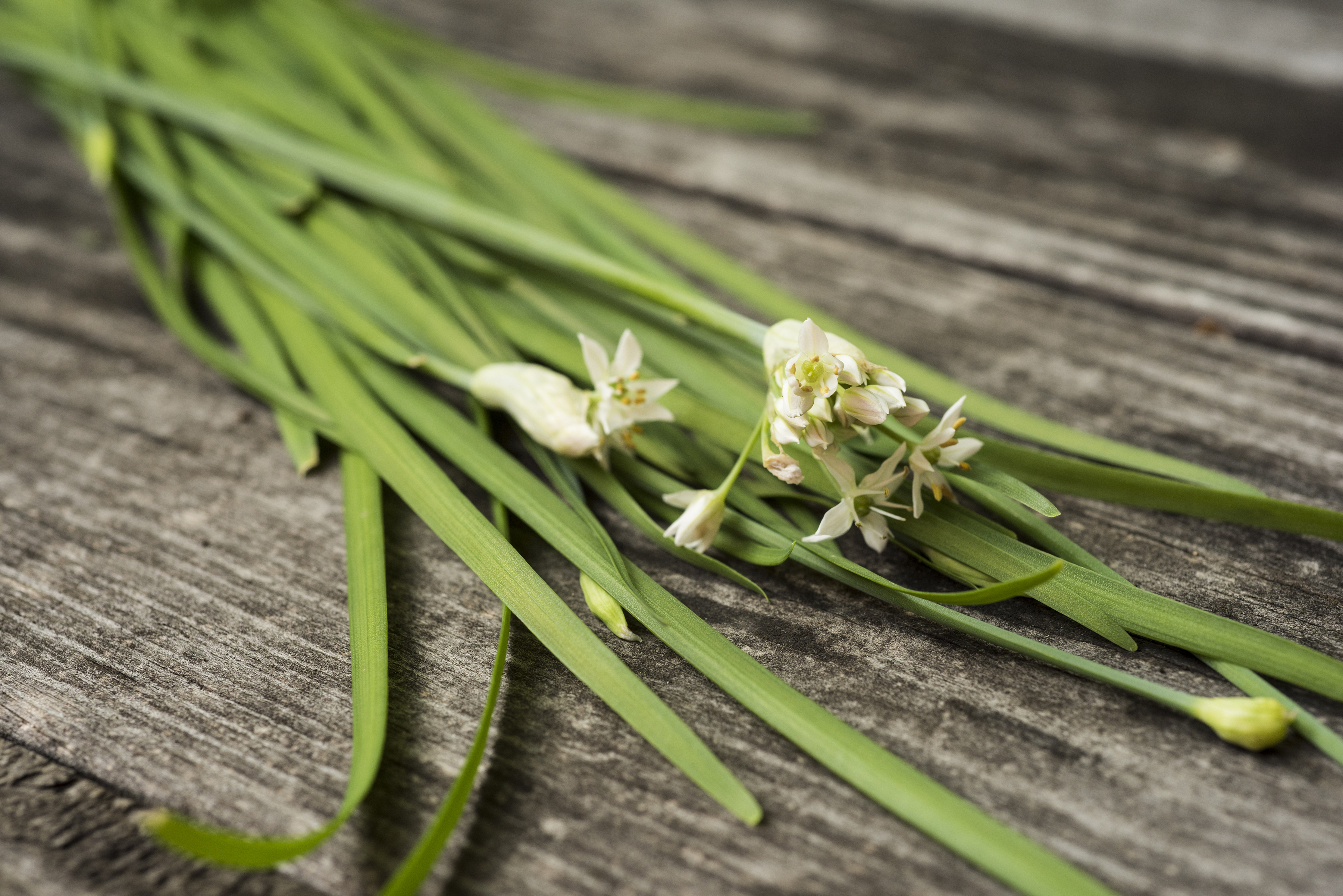 Garlic Chives.jpg