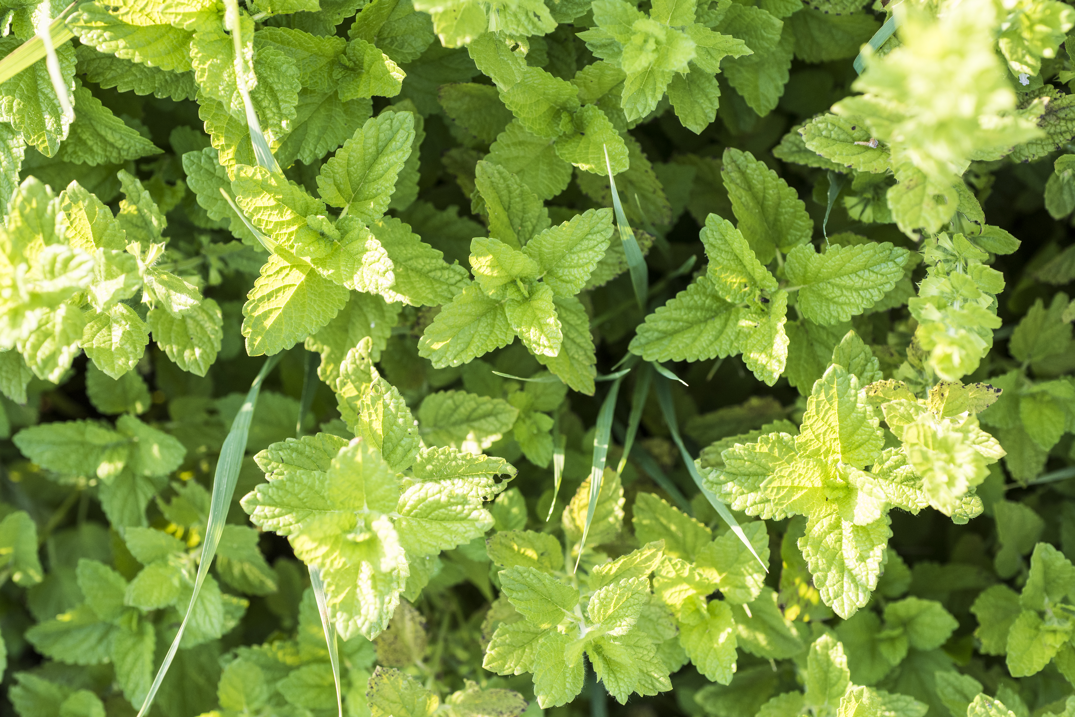 Lemon Balm.jpg