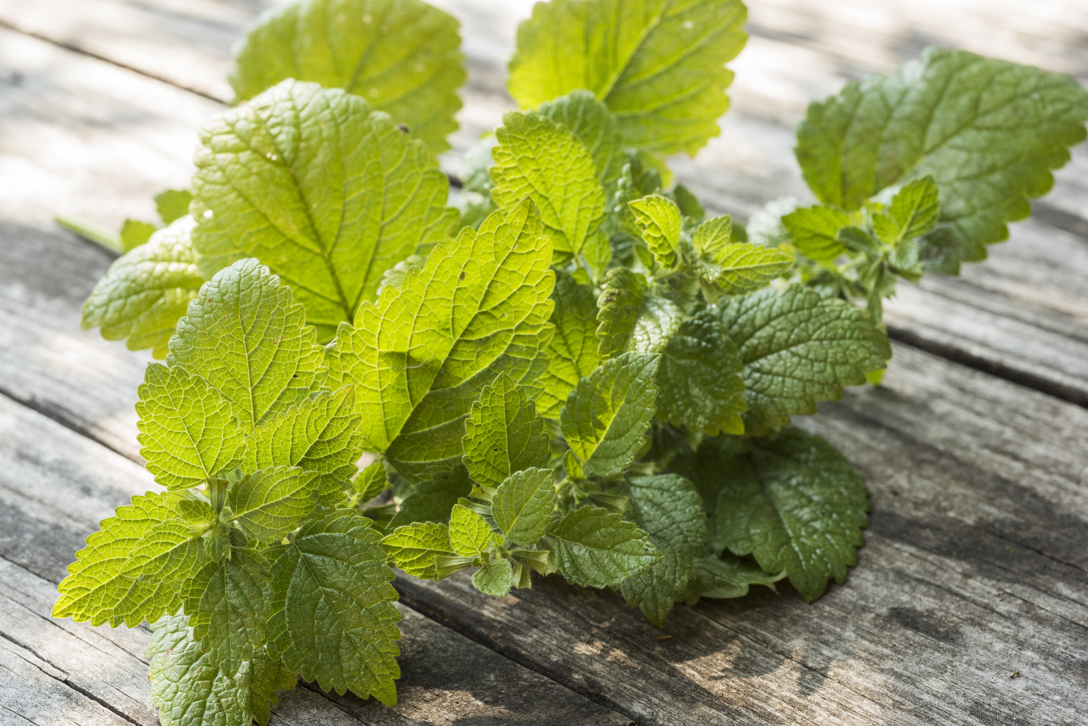 Lemon Balm.jpg