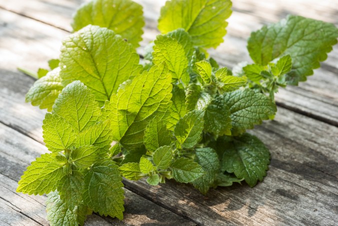 Lemon Balm.jpg