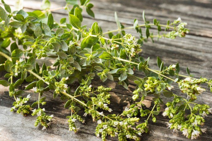 Oregano.jpg