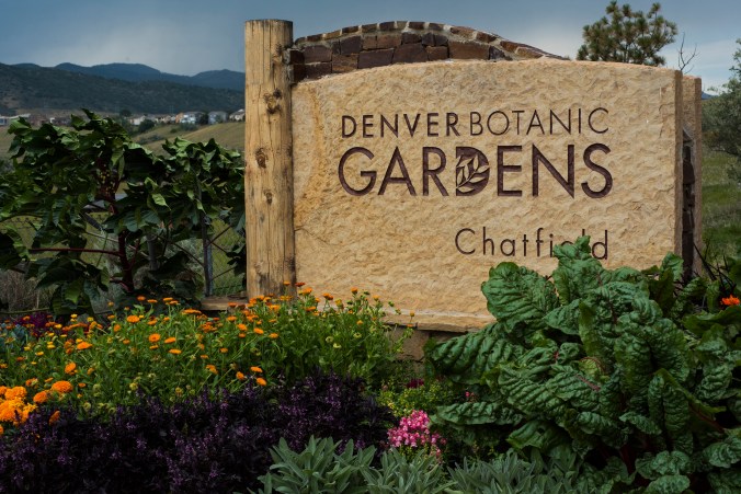 Sweetcorn Chatfield 01