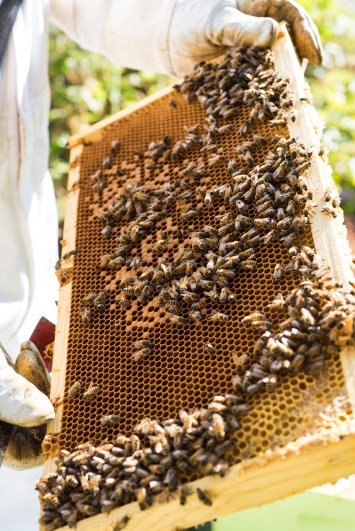 Frame Inspection 05.jpg