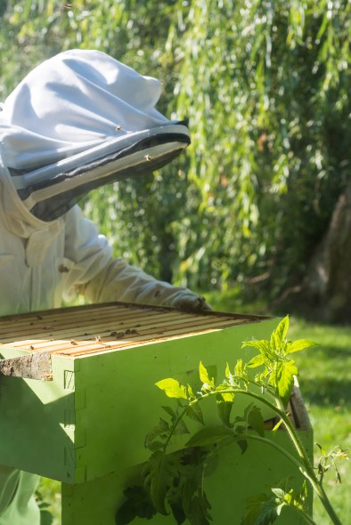 Hive Closing Up 02.jpg