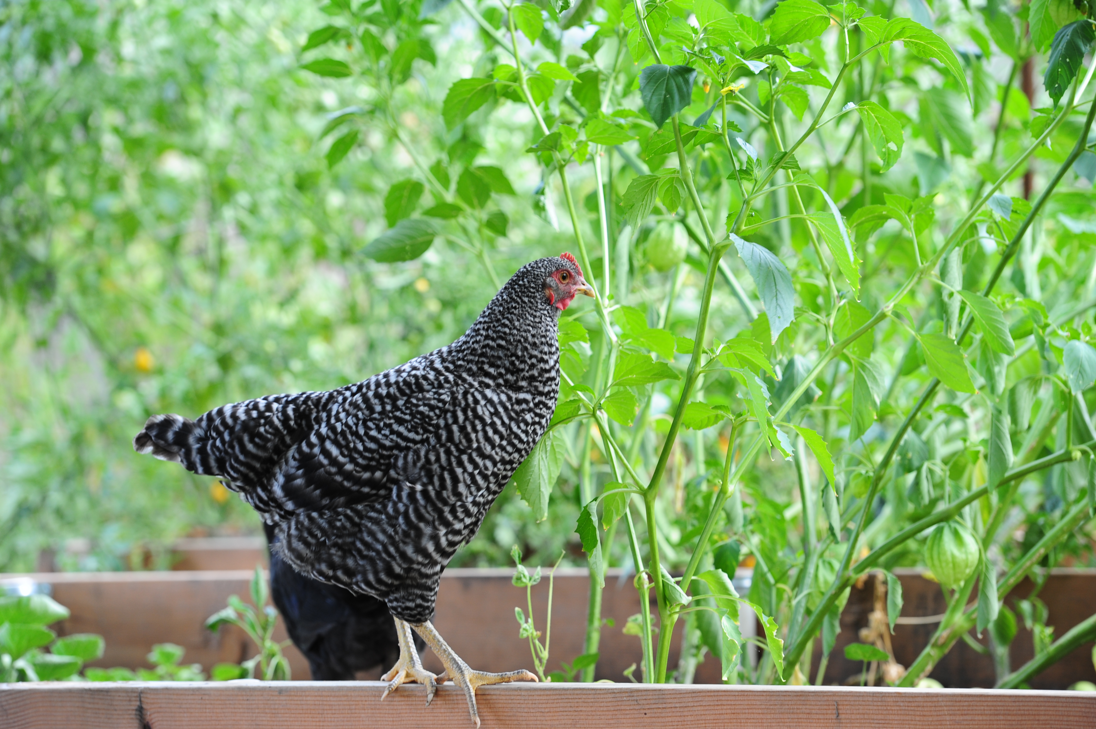 Pullet Barred Rock 02