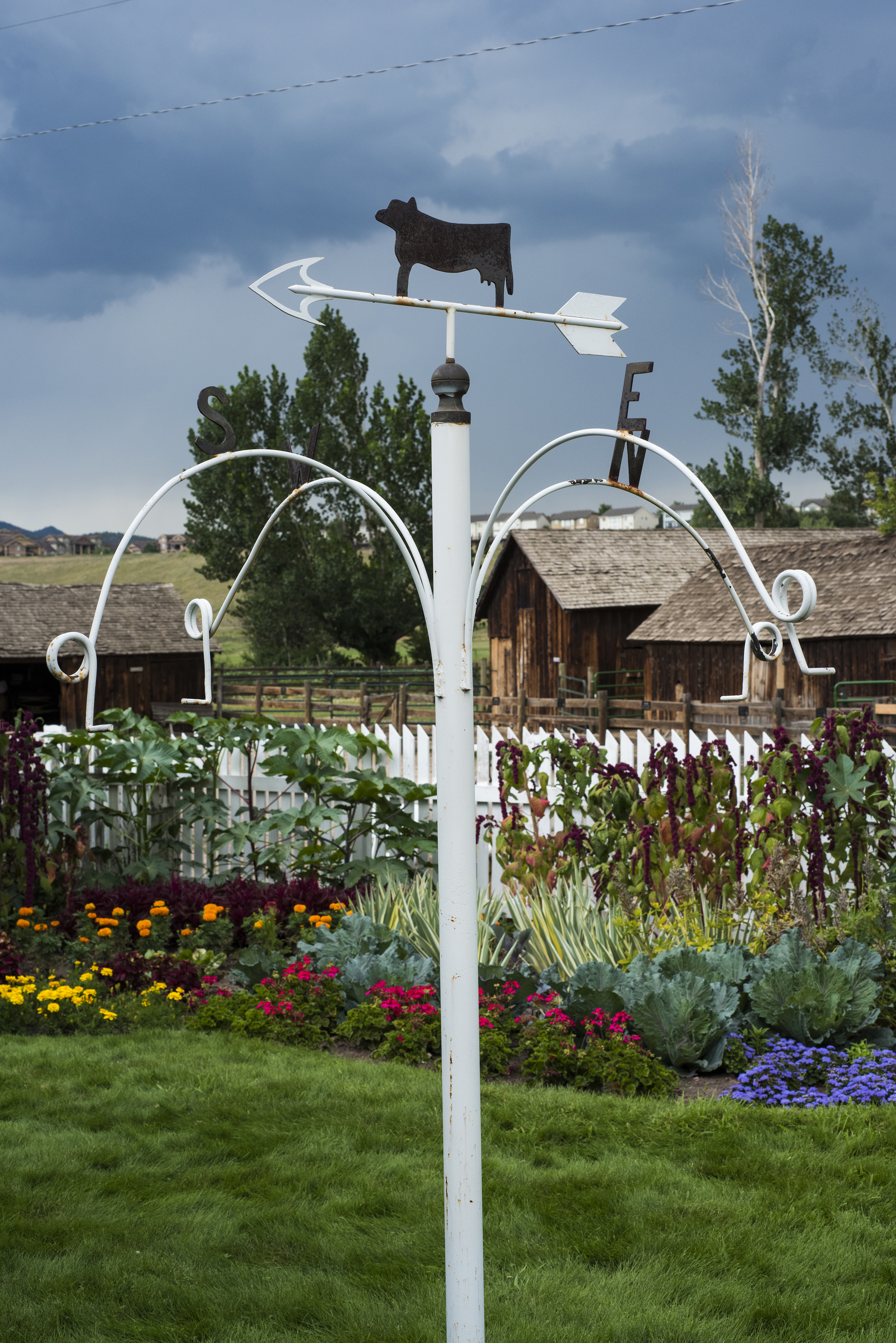 Sweetcorn Chatfield 04