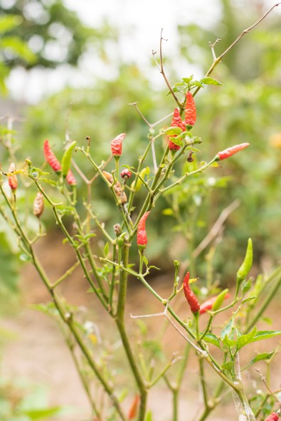 Thai garden chilies