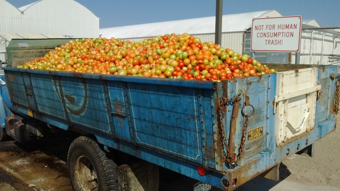 Waste tomatoes