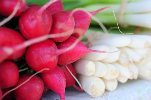 Radishes 02.jpg