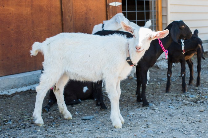 Western Culture 10 sml