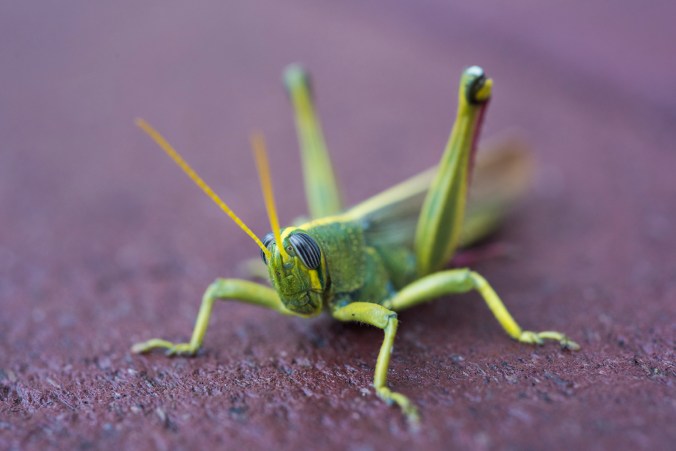 Grasshopper 01 sml