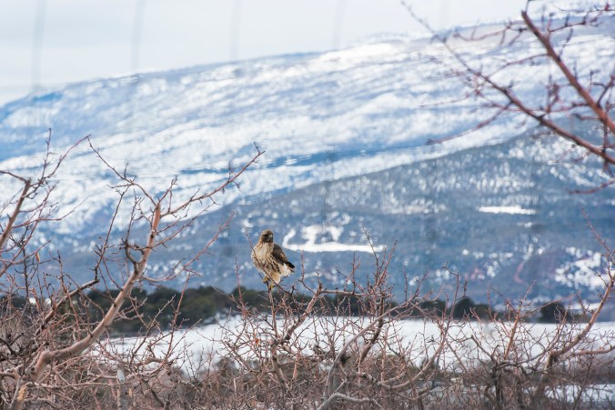 Rough Legged Hawk 01 sml