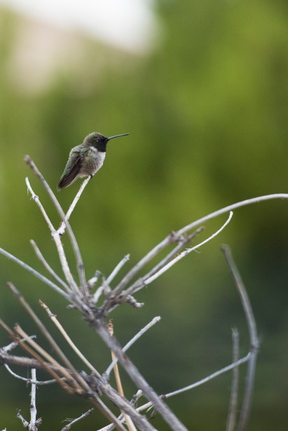 Black Chinned Hummingbird 01 sml