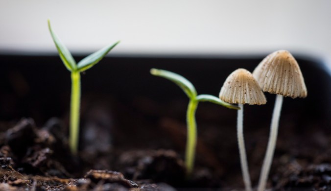 Seedlings Mushrooms 01 sml