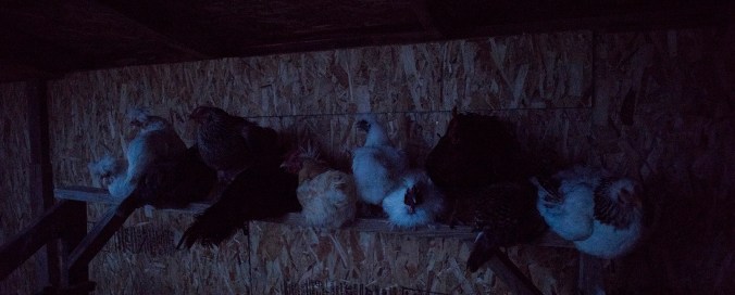 Chickens Roost 01 sml