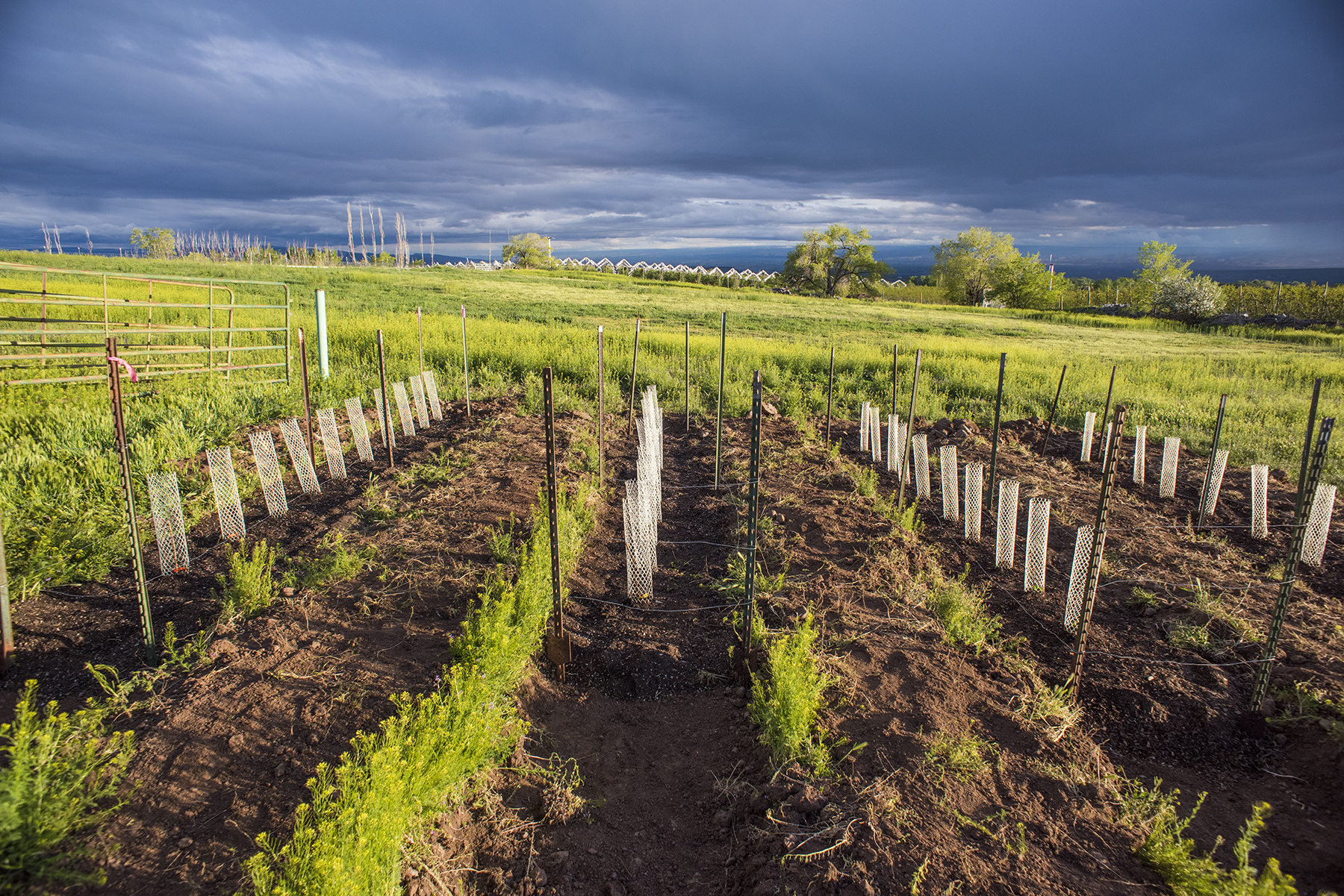 Rasberry Beds 04 sml