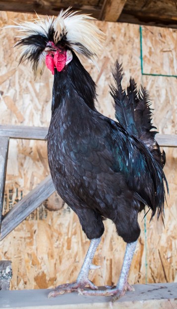 Polish Rooster 01 sml