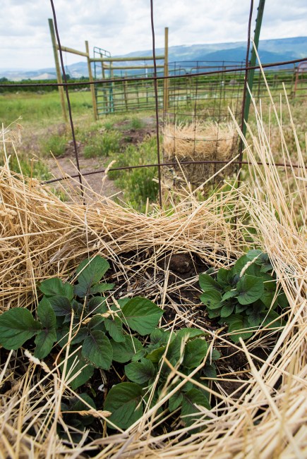 Potato Towers 02 sml