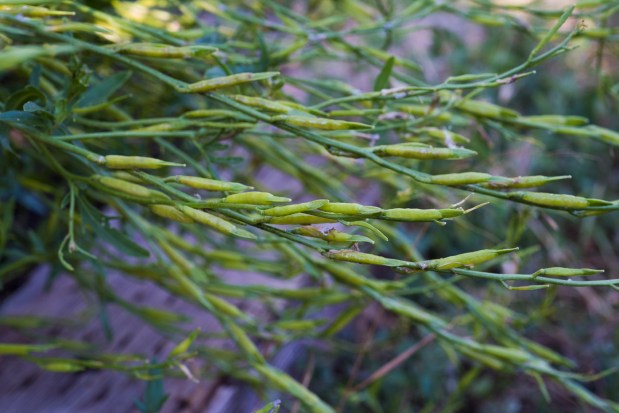 Arugula Seeds 01 sml