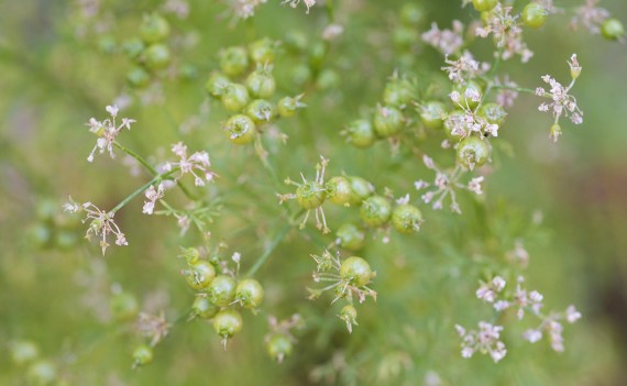Coriander Seeds 01 sml