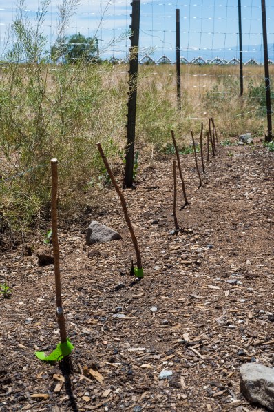 Rasberry Beds 05 sml