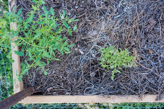 Tomato Plants 01 sml