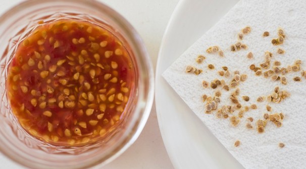 Heirloom Tomatoes 06 sml