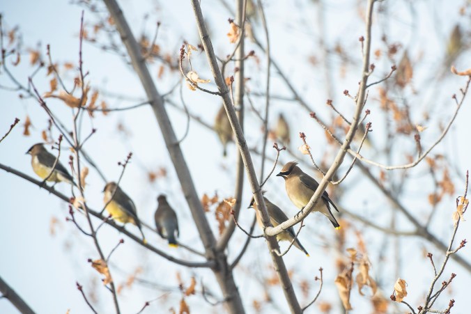 Cedar Waxwing 01 sml