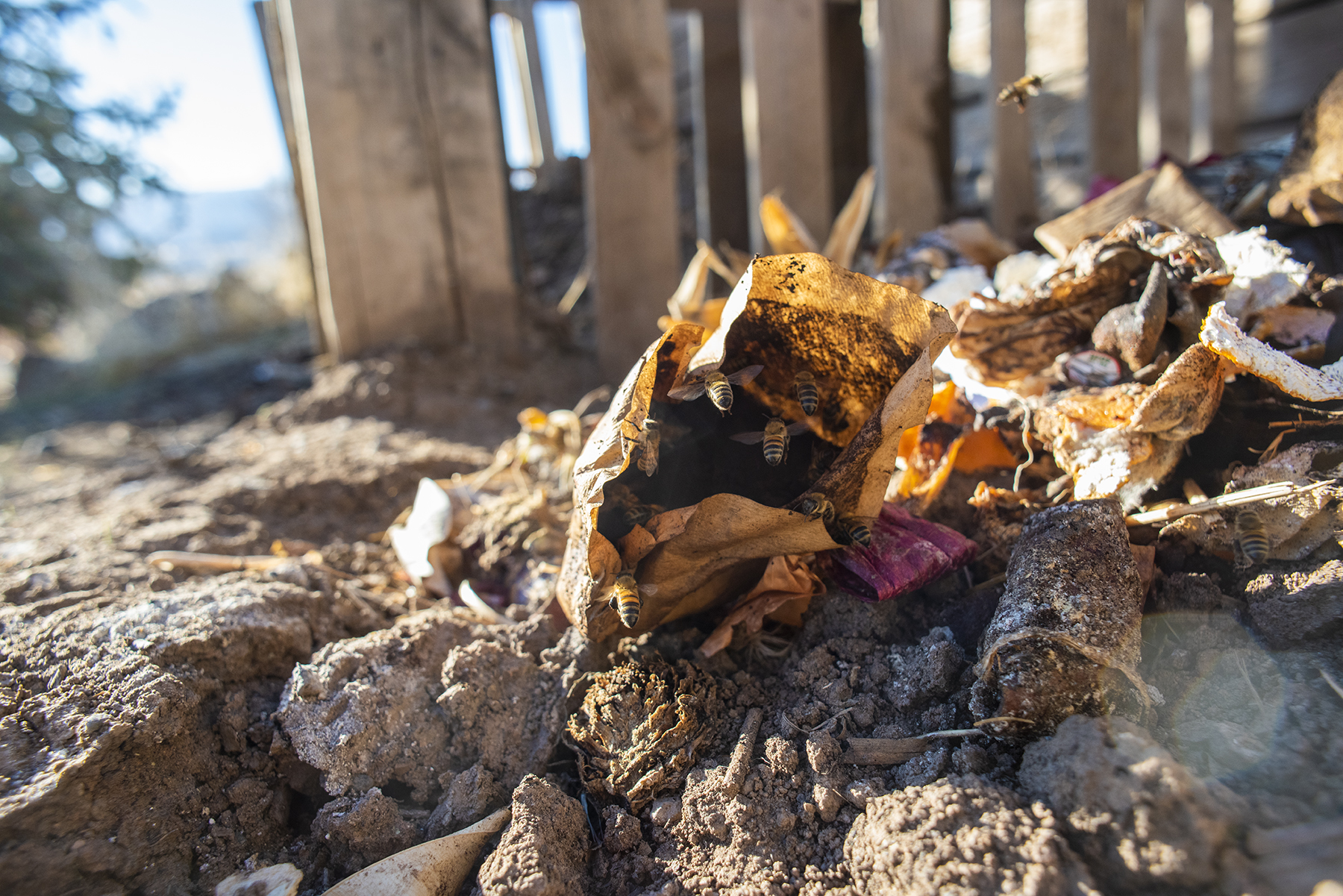 Bees Coffee Filter 01 sml