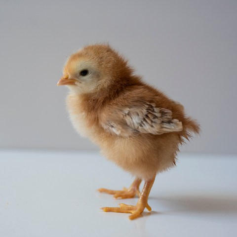 Rhode Island Red Chick sml