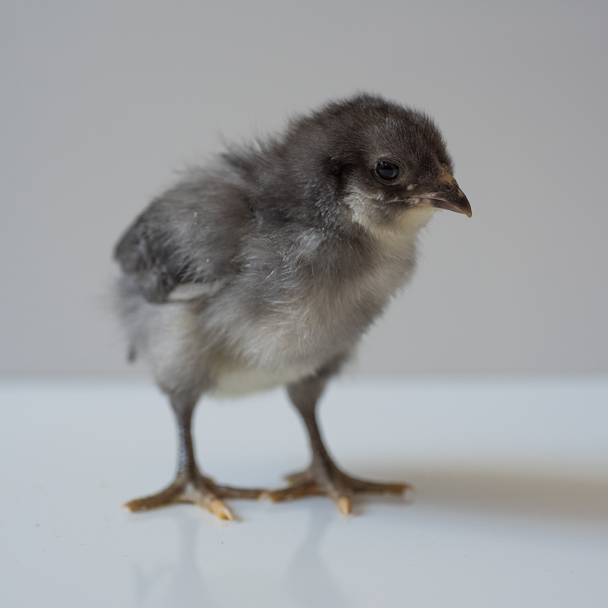 Chick lit | Finding Quiet Farm