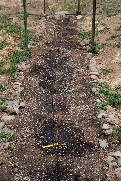 Drip Irrigation 09 sml