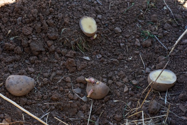 Potato Towers 03 sml