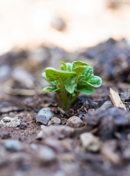 Potato Towers 04 sml