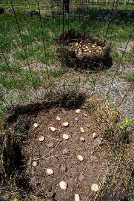 Potato Towers 05 sml