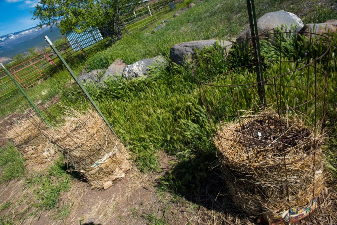 Potato Towers 01 sml