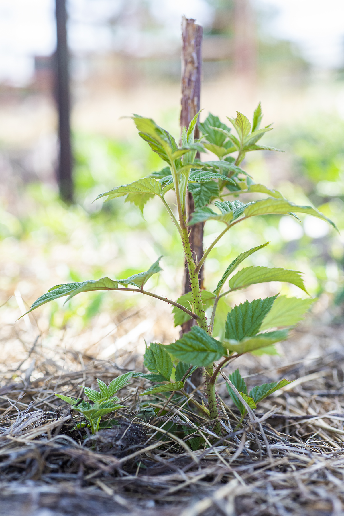 Raspberry Growth 01 sml