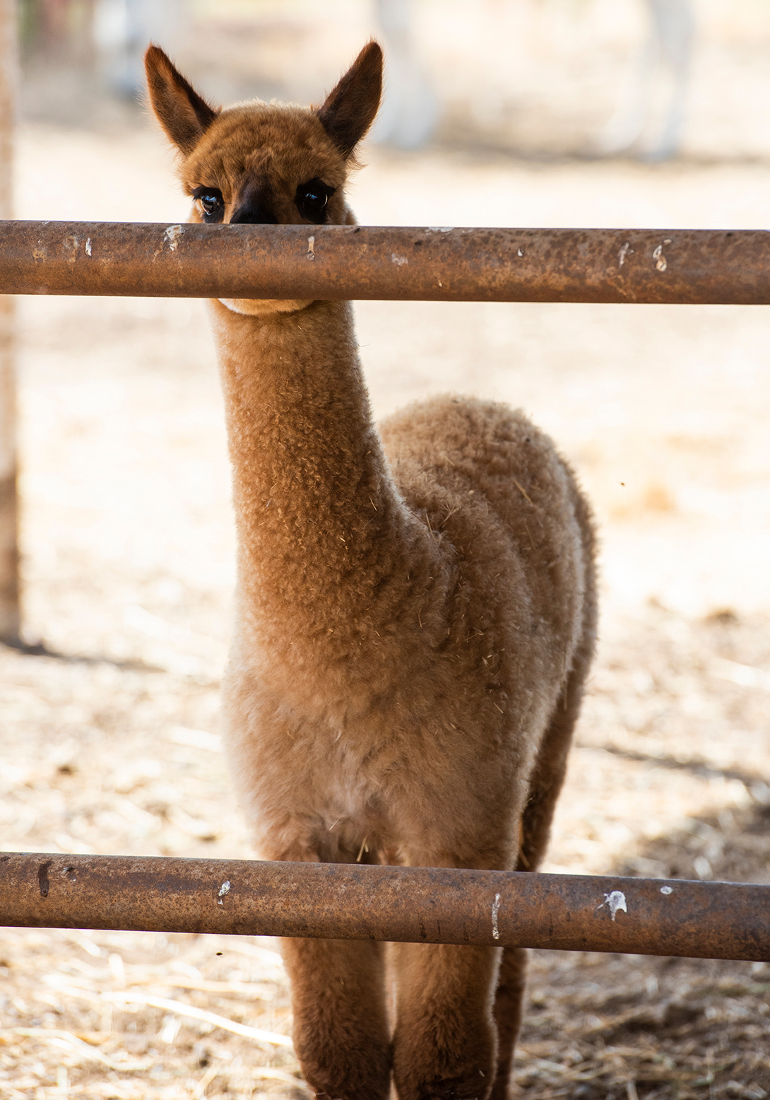 Alpaca Adelaide 01 sml