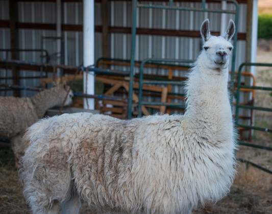 Llama Kingston 01 sml