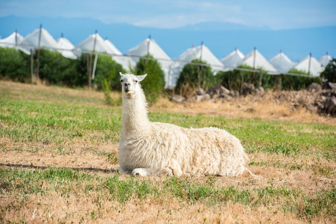 Llama Kingston 03 sml