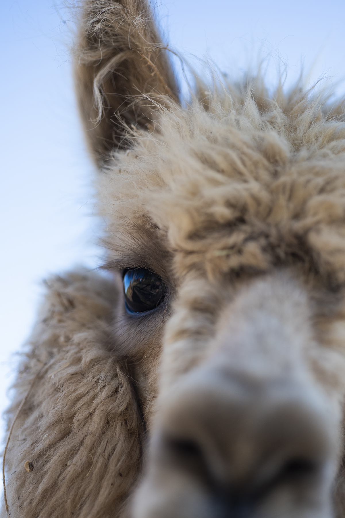 Alpaca Paihia 04 sml