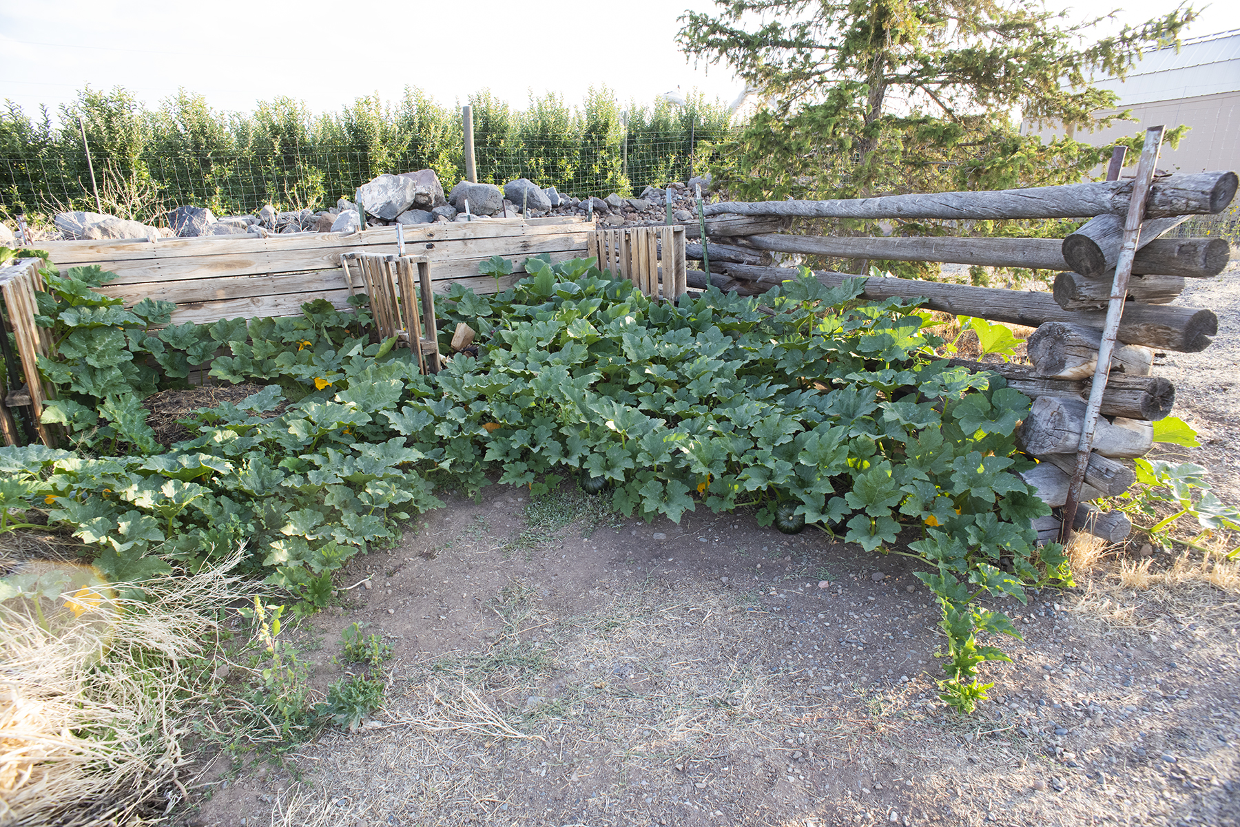 Compost Squash 01 sml