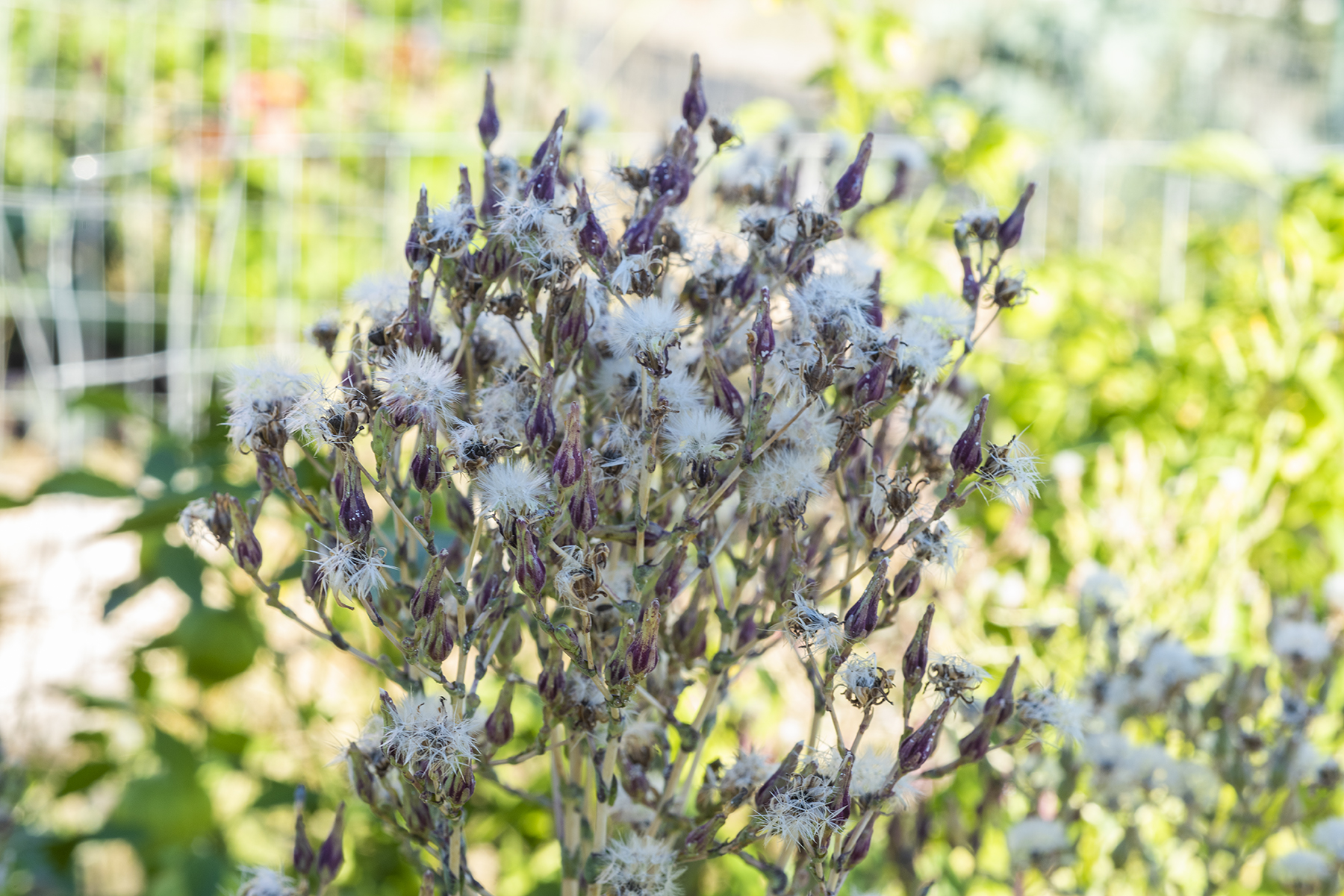 Lettuce Seeds 01 sml