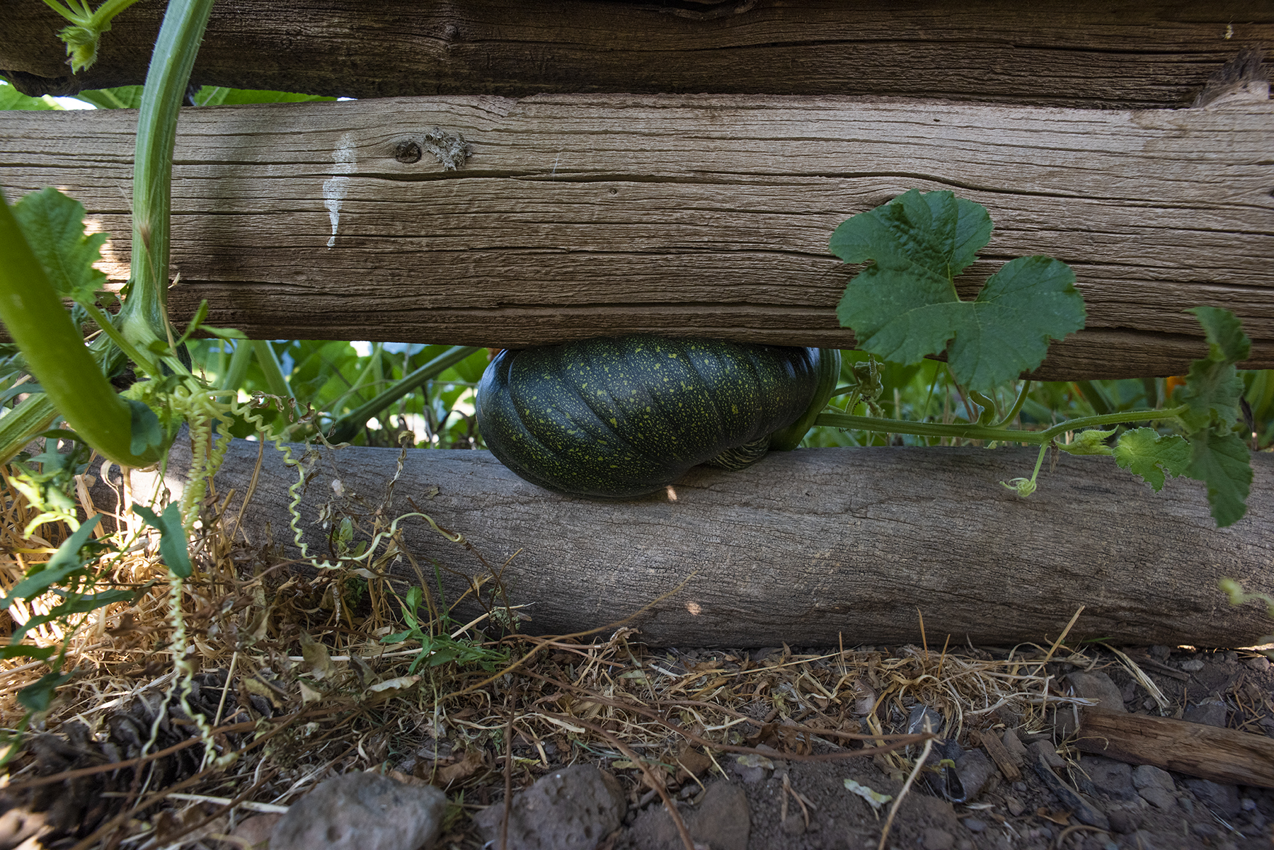 Squashed Squash 01 sml