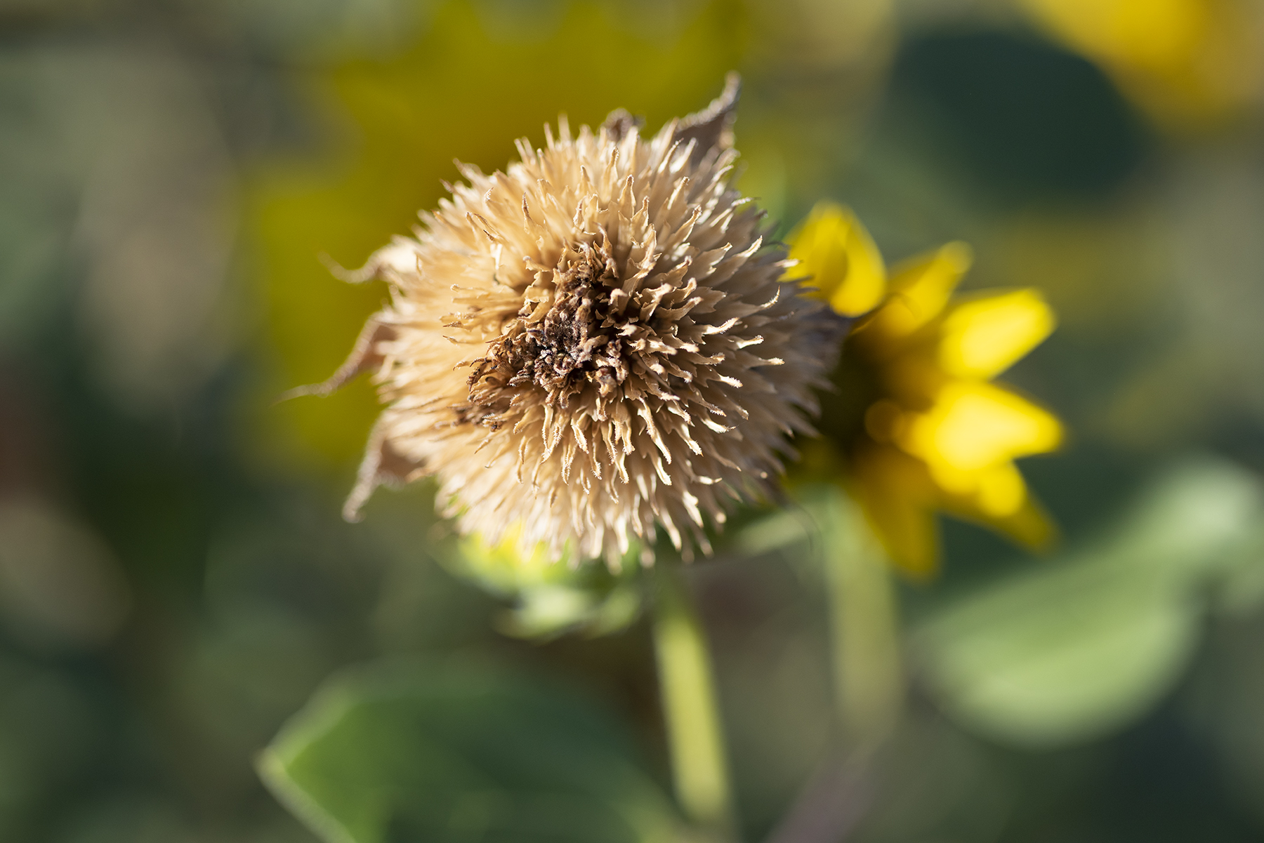 Sunflower Seeds 01 sml