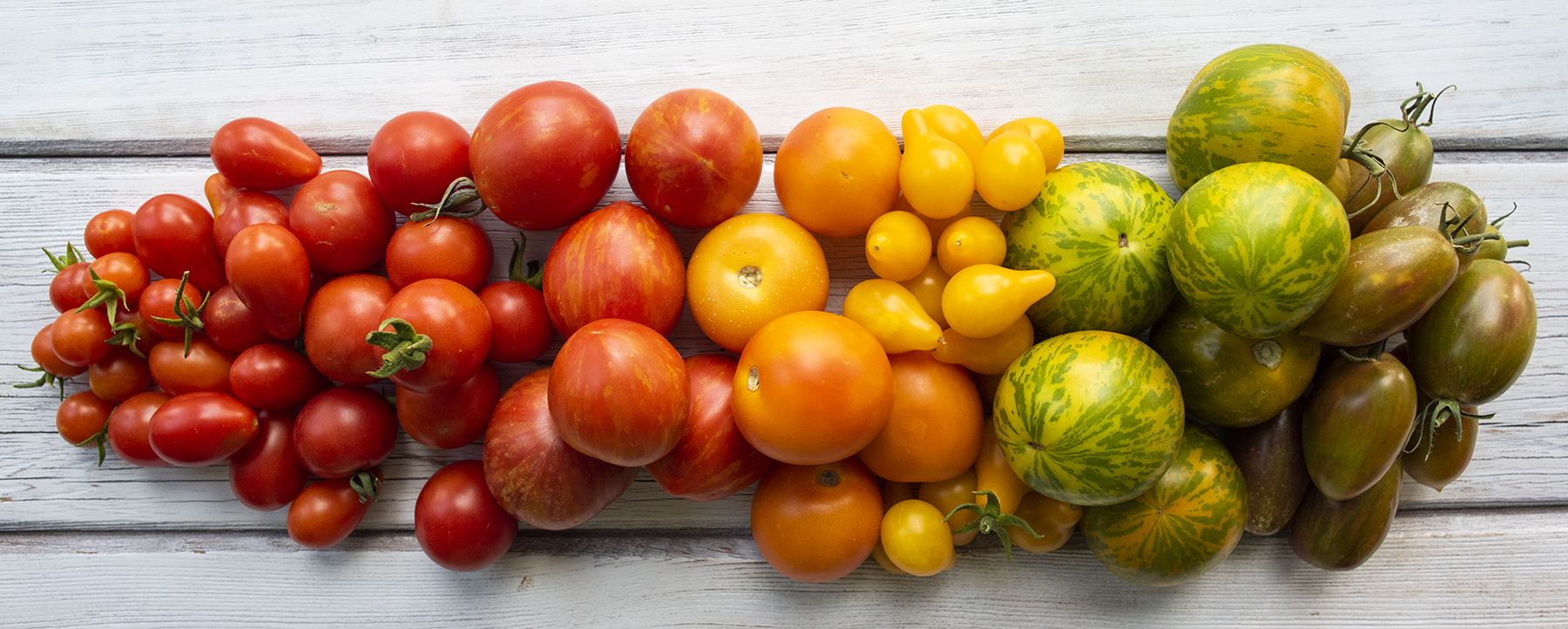 A tomato review | Finding Quiet Farm