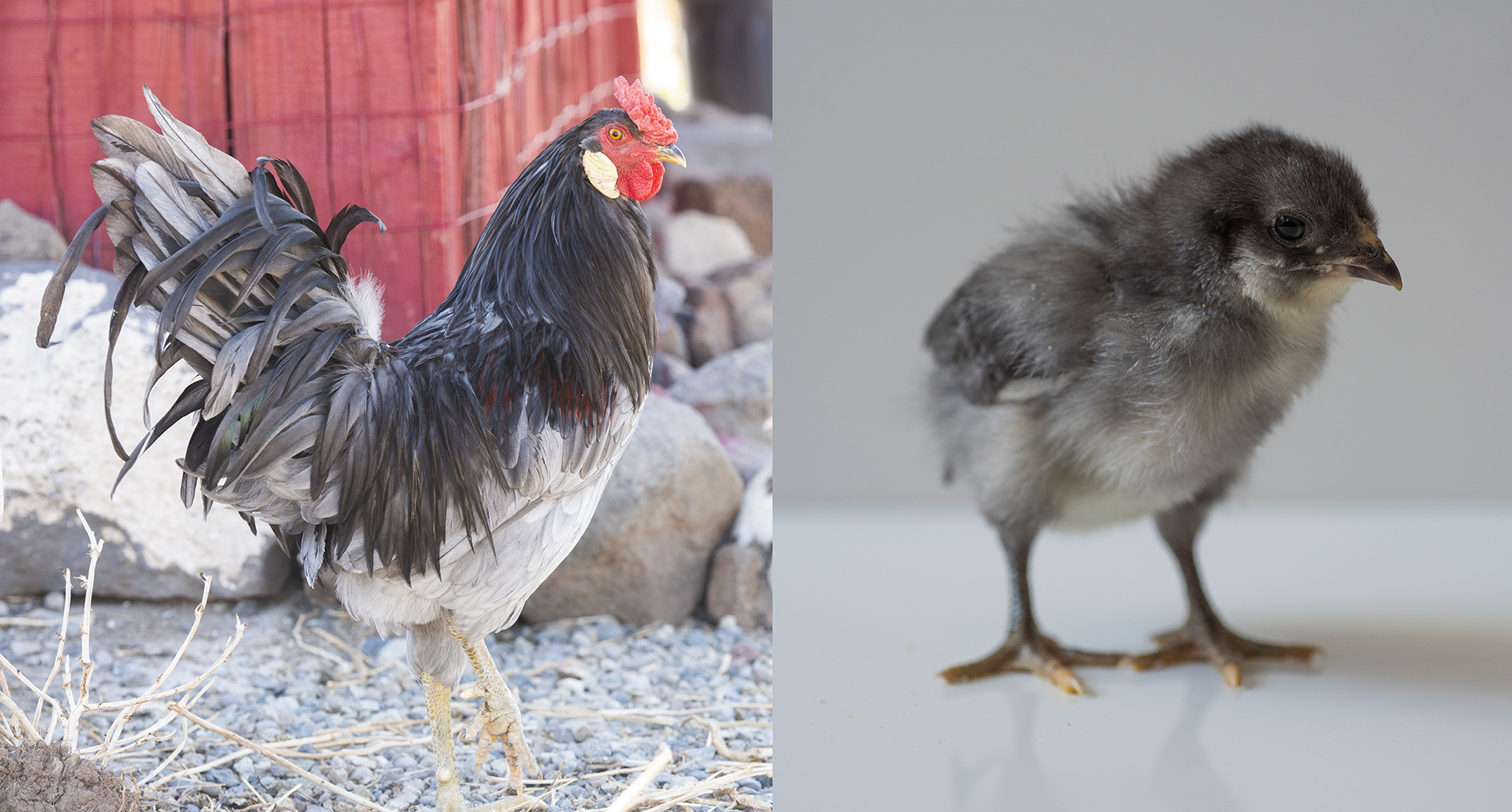 Whiting Blue Rooster 01 sml